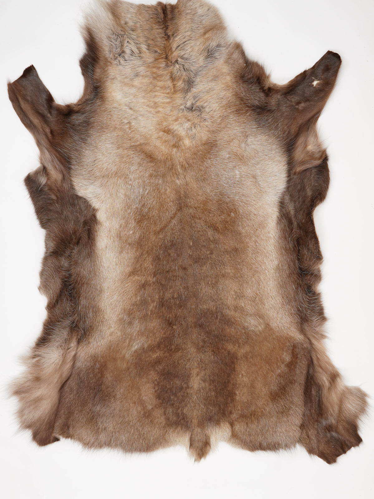 Reindeer hide of about 150 × 120 cm, seen from above: the exact hide you receive