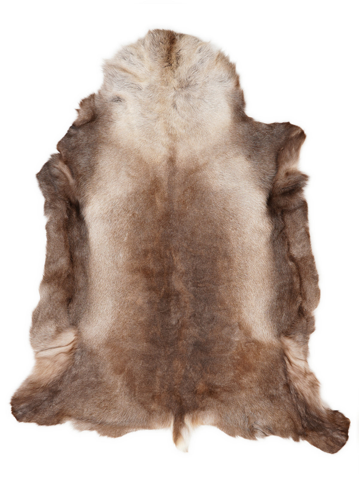 Reindeer hide of about 140 × 115 cm, seen from above: the exact hide you receive