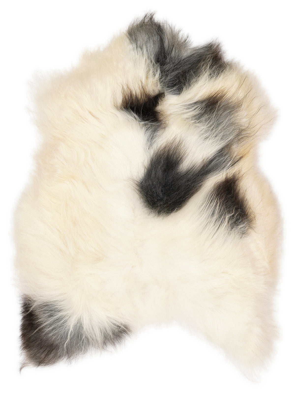 Icelandic multicolour sheepskin rug of about 110 × 80 cm, seen from above: the exact sheepskin you receive