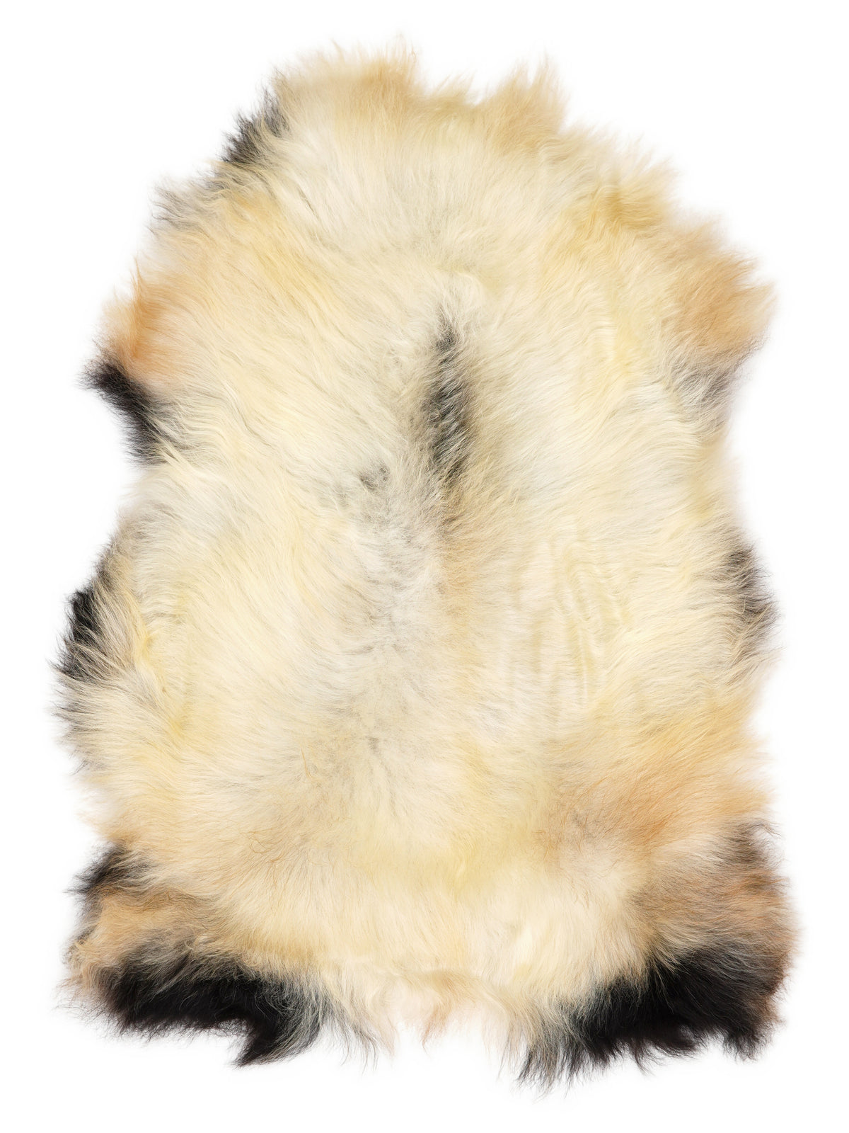 Icelandic multicolour sheepskin rug of about 130 × 80 cm, seen from above: the exact sheepskin you receive