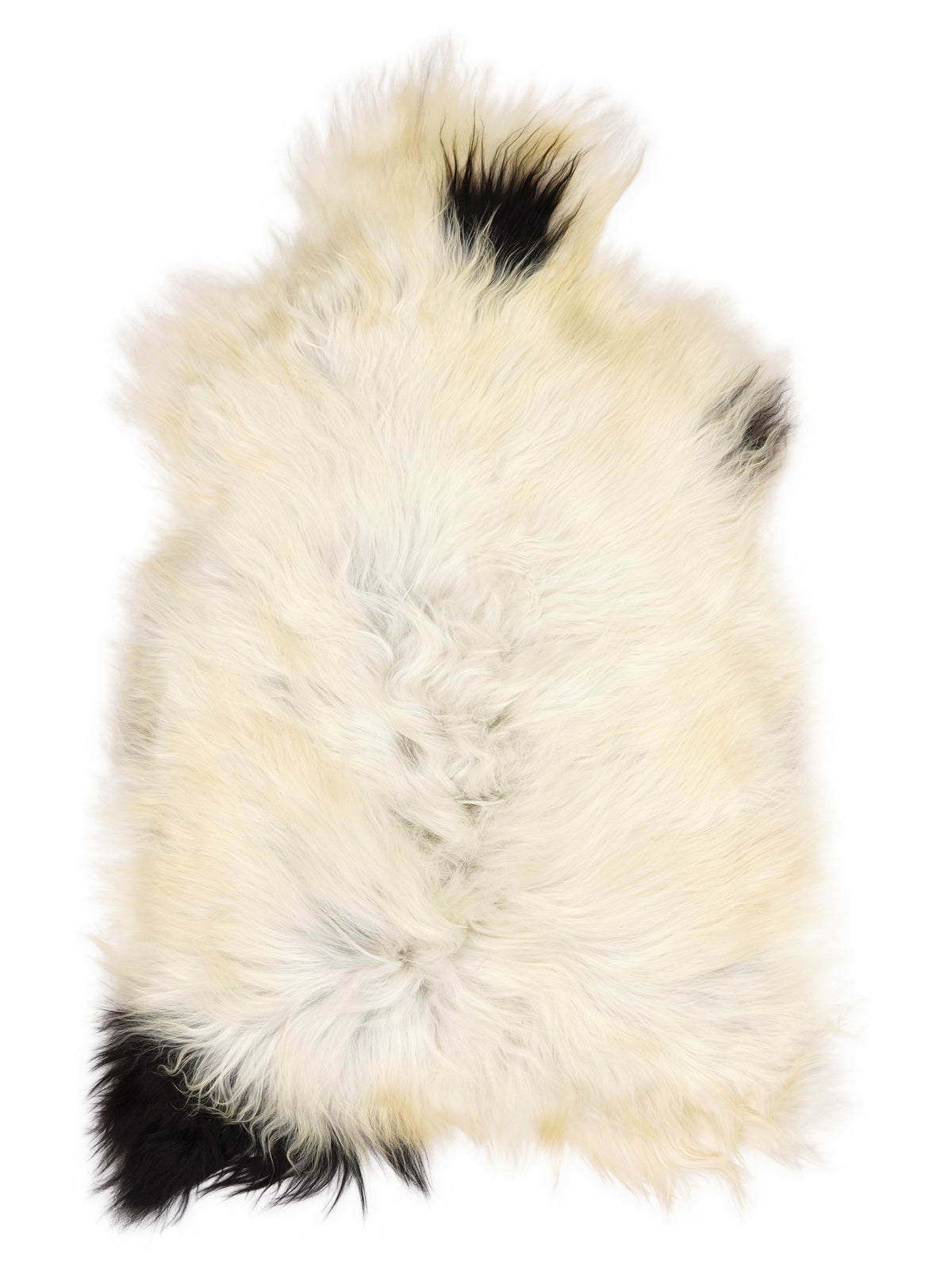 Icelandic multicolour sheepskin rug of about 110 × 70 cm, seen from above: the exact sheepskin you receive