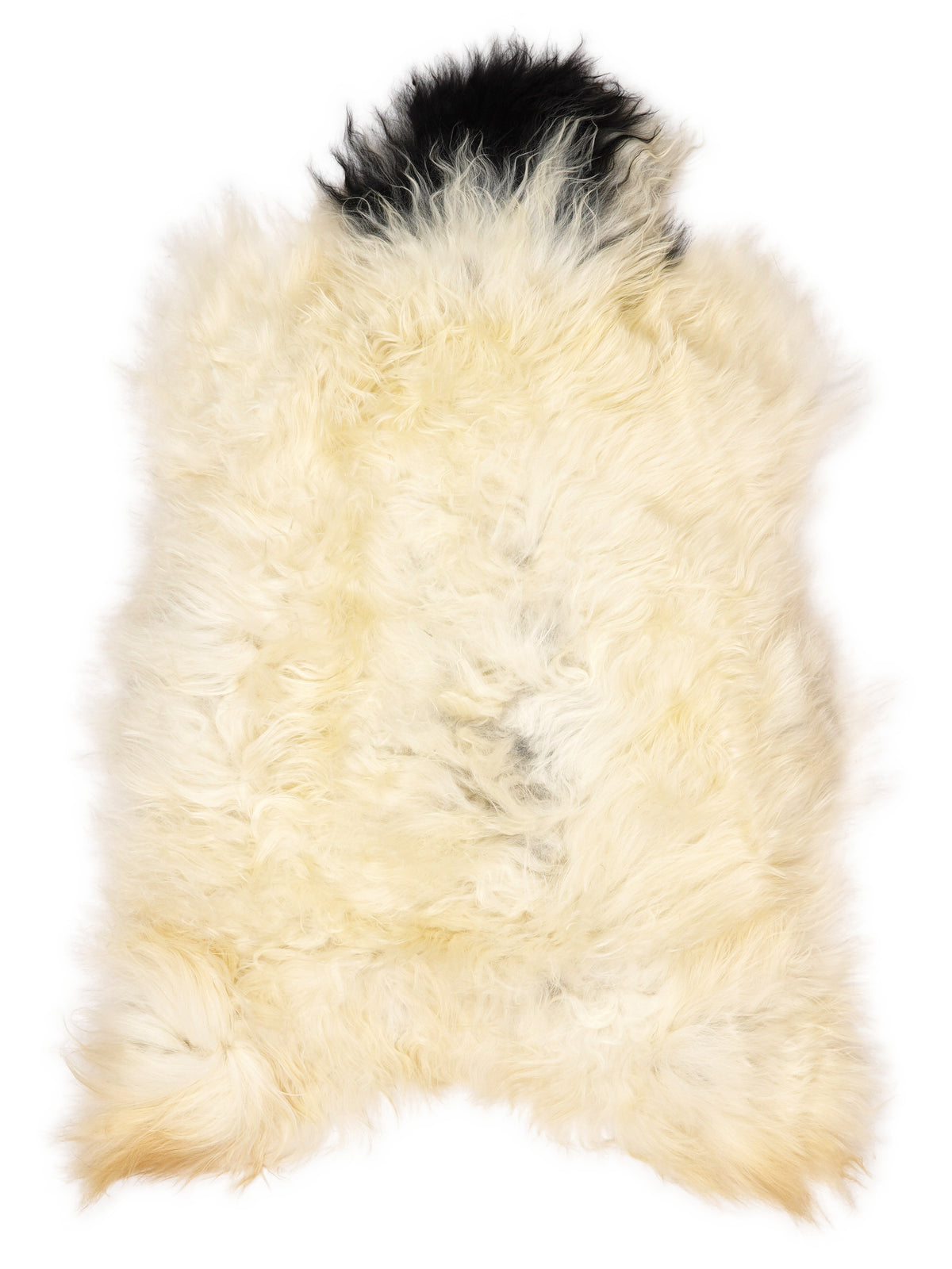 Icelandic multicolour sheepskin rug of about 120 × 70 cm, seen from above: the exact sheepskin you receive