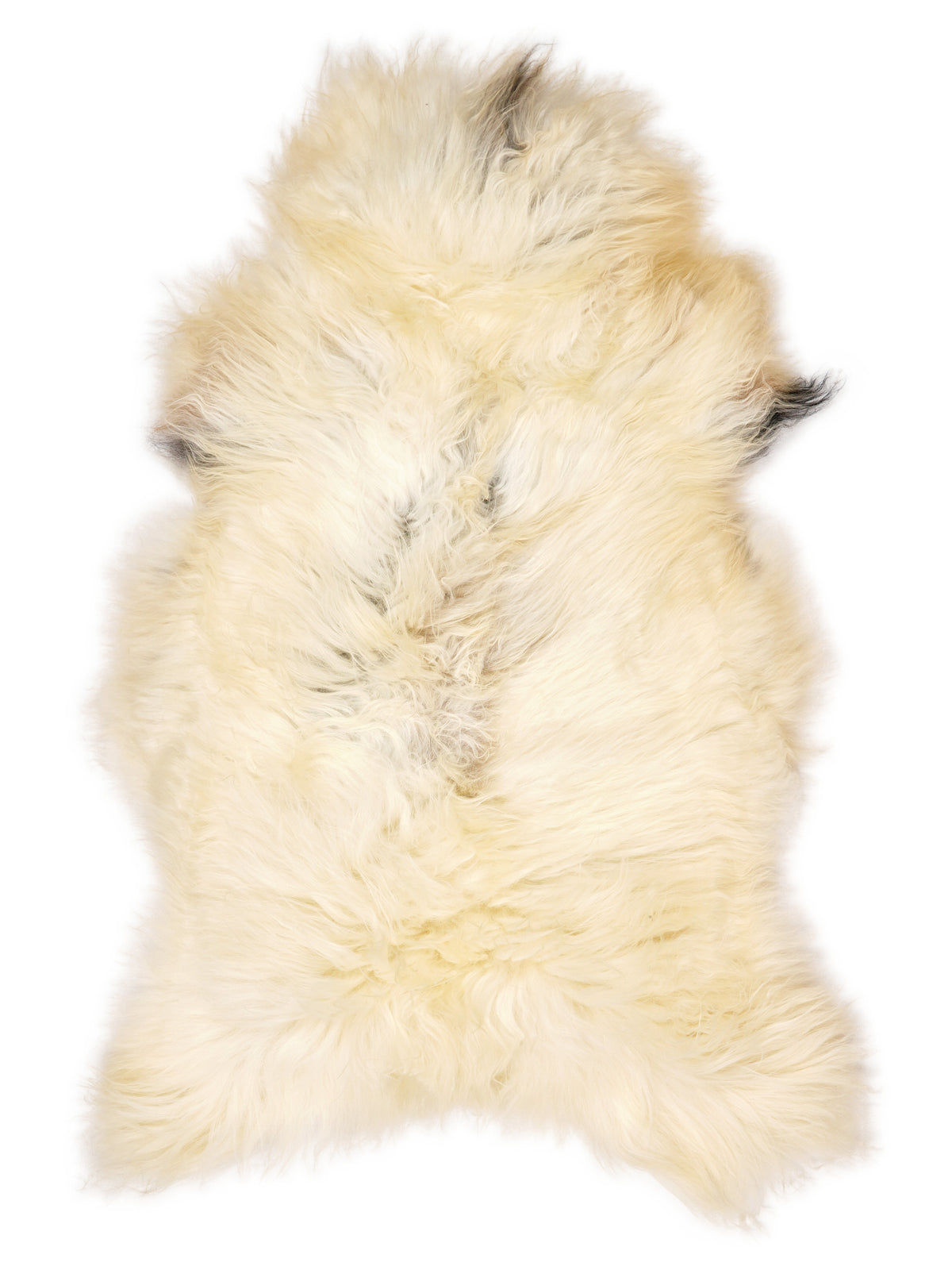 Icelandic multicolour sheepskin rug of about 130 × 75 cm, seen from above: the exact sheepskin you receive