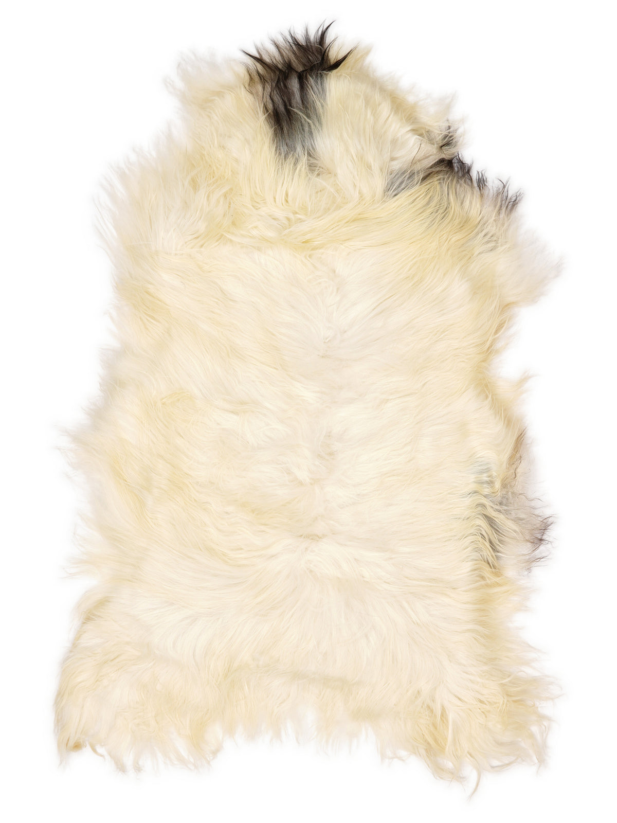 Icelandic multicolour sheepskin rug of about 130 × 70 cm, seen from above: the exact sheepskin you receive