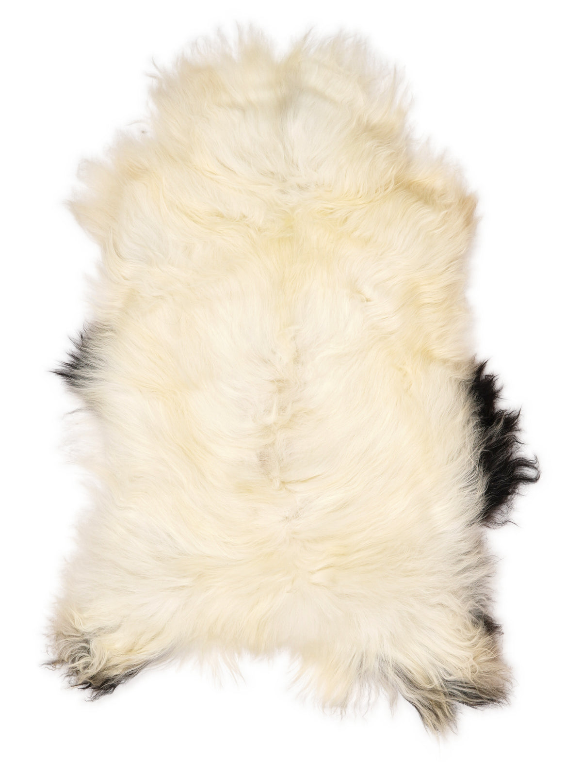 Icelandic multicolour sheepskin rug of about 120 × 70 cm, seen from above: the exact sheepskin you receive