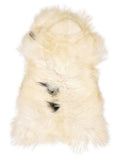 Icelandic multicolour sheepskin rug of about 110 × 60 cm, seen from above: the exact sheepskin you receive