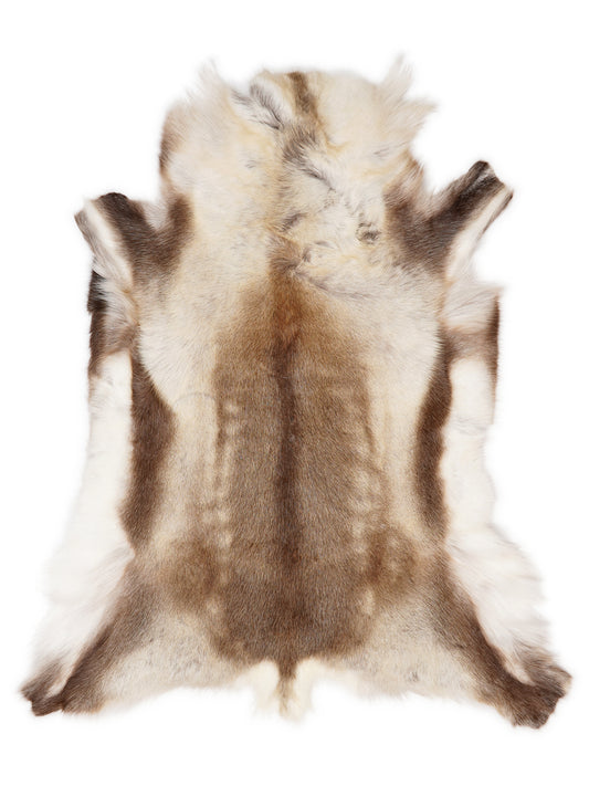 Reindeer hide of about 120 × 100 cm, seen from above: the exact hide you receive