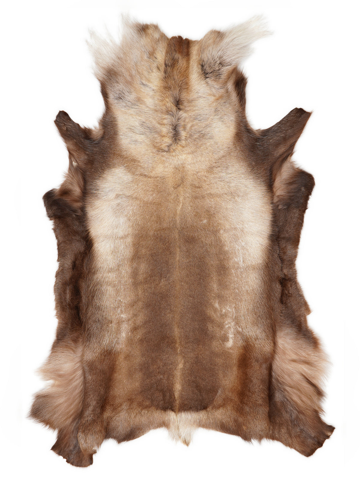 Reindeer hide of about 150 × 135 cm, seen from above: the exact hide you receive