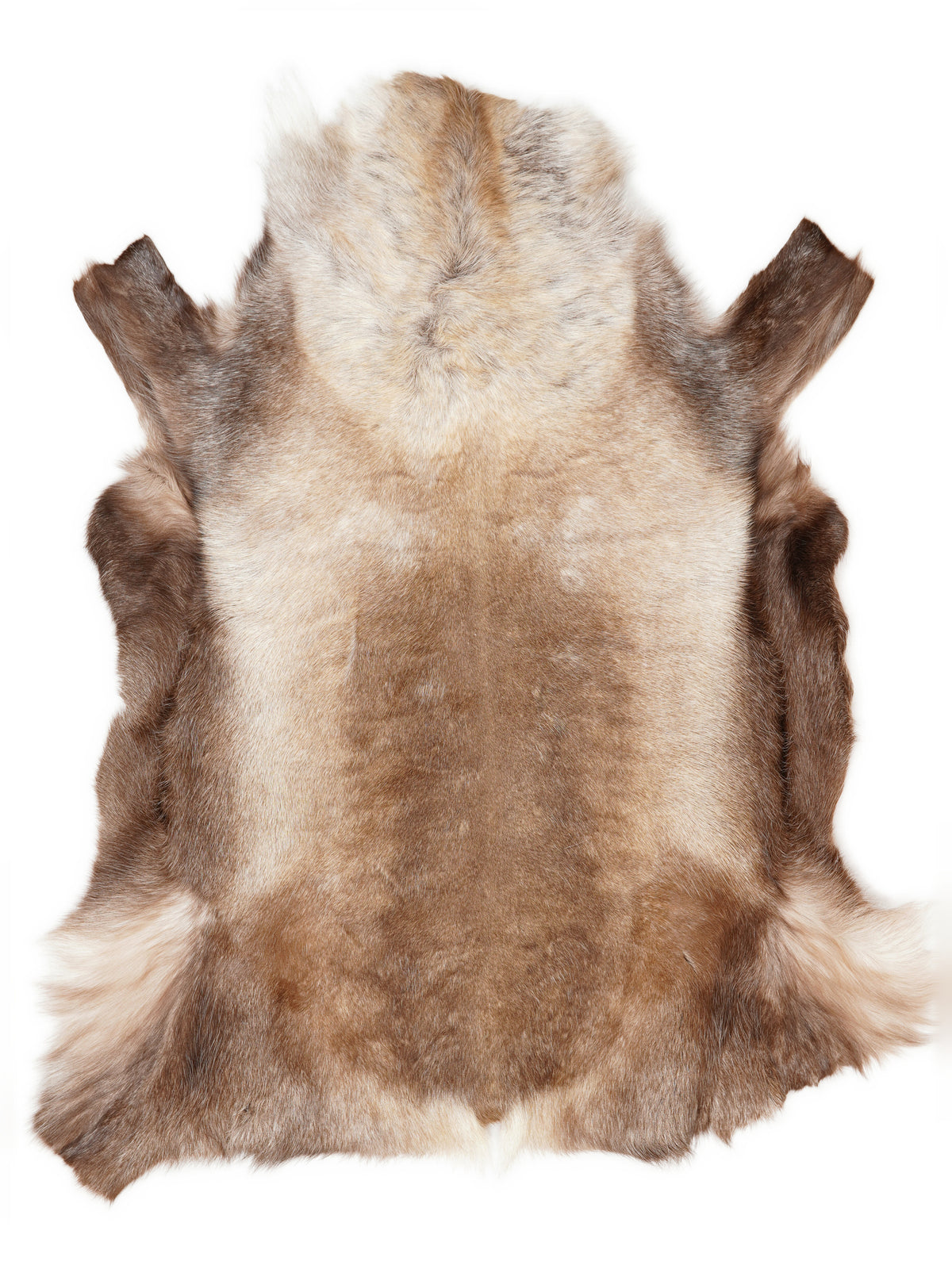 Reindeer hide of about 145 × 120 cm, seen from above: the exact hide you receive