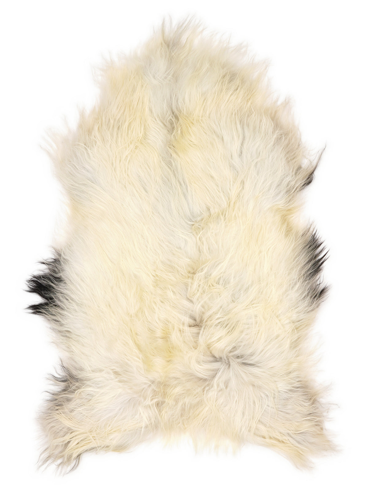 Icelandic multicolour sheepskin rug of about 120 × 75 cm, seen from above: the exact sheepskin you receive