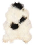 Icelandic multicolour sheepskin rug of about 120 × 80 cm, seen from above: the exact sheepskin you receive