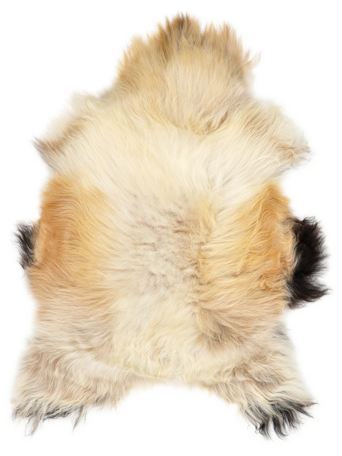 Icelandic multicolour sheepskin rug of about 120 × 80 cm, seen from above: the exact sheepskin you receive