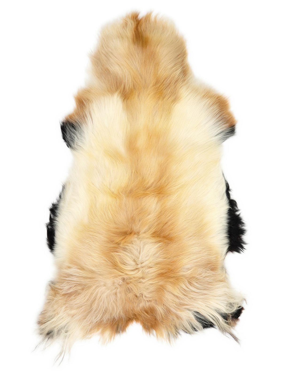 Icelandic multicolour sheepskin rug of about 120 × 70 cm, seen from above: the exact sheepskin you receive