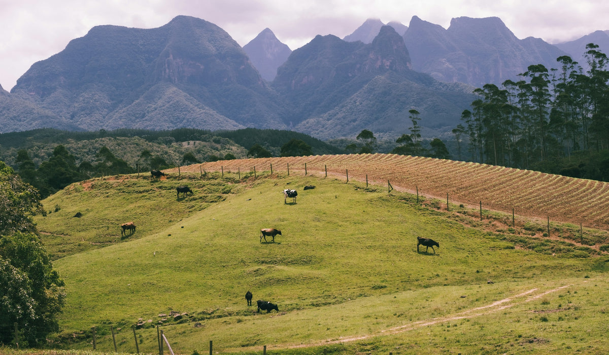 From Brazil's open pastures to your floor